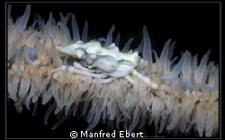 this small Xeno Crab are sitting on a small Gorgoina. It ... by Manfred Ebert 